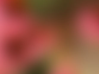 How to Prolong the Life of Your Plants During Summer